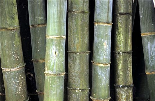 竹子,印度尼西亚,亚洲