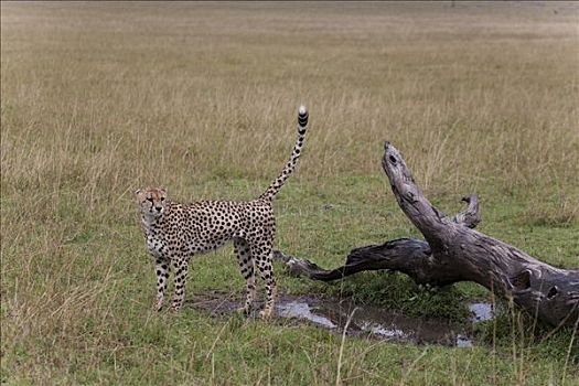 印度豹,猎豹,站立,草,马赛马拉国家保护区,肯尼亚