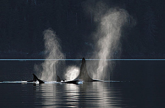 逆戟鲸,喷涌,威廉王子湾,阿拉斯加