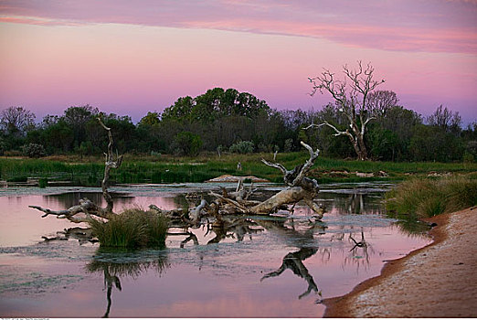枯木,泻湖,澳洲南部,澳大利亚