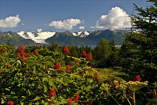 夏天,景色,冰河,科奈山地,卡契马克湾,州立公园,阿拉斯加