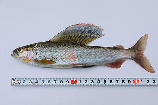黑龙江茴鱼标本