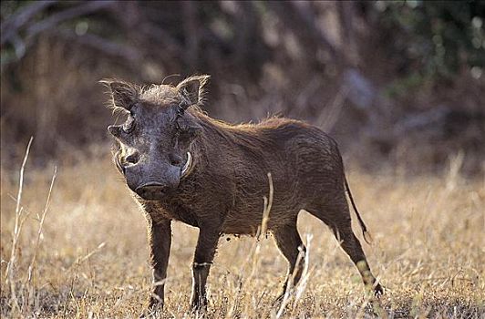疣猪,哺乳动物,克鲁格国家公园,南非,动物