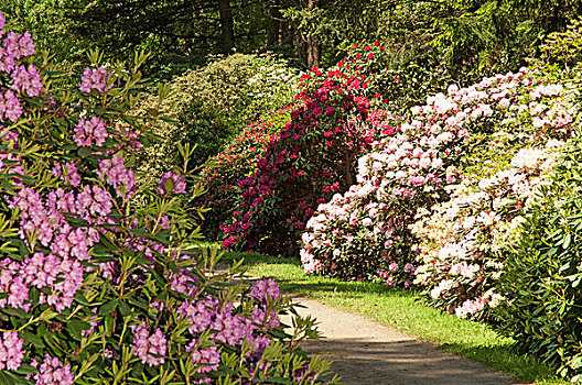 风景,杜鹃花属植物,公园