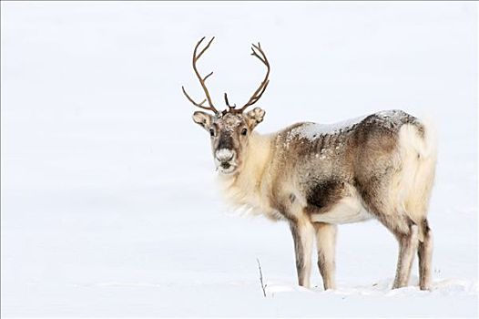 北美驯鹿,驯鹿属,雪地,瑞典