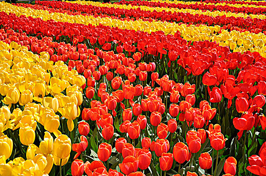 花坛,红色,黄色,郁金香,郁金香属,库肯霍夫公园,荷兰