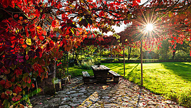阳光,秋天,葡萄藤,乡村,十六湖国家公园,克罗地亚