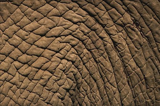 非洲象,皮,特写,塞伦盖蒂国家公园,坦桑尼亚