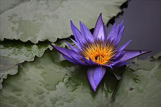 荷花,睡莲属植物,叶子,水塘