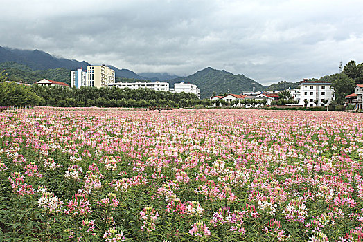 汉中留坝,花海