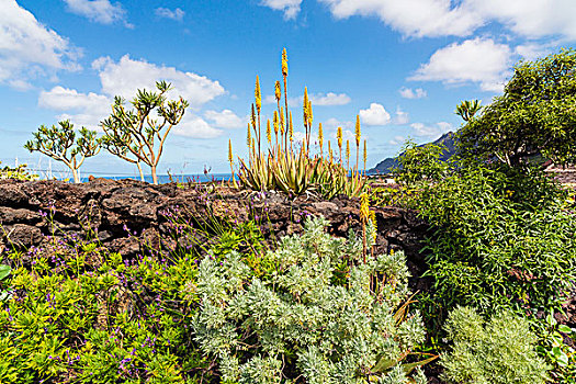 植物,石墙,火山岩,石头,几内亚,加纳利群岛,西班牙