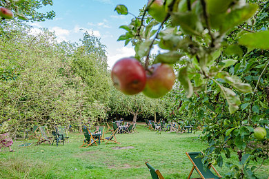 苹果园全景图片