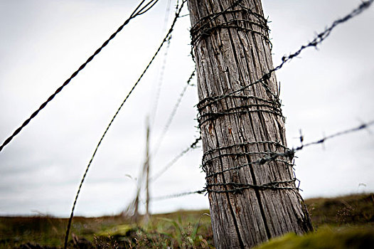 木杆,刺铁丝网,栅栏,靠近,冰岛,欧洲
