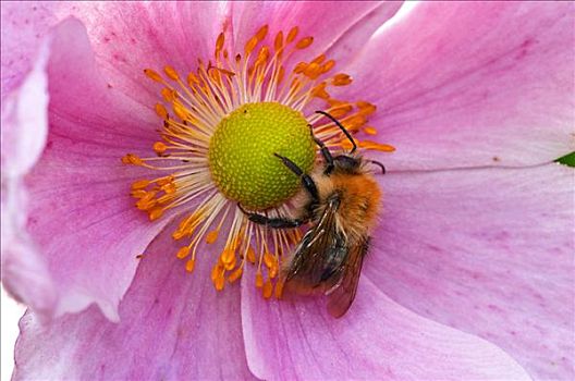 褐色,大黄蜂,熊蜂,收集,花粉,英格兰