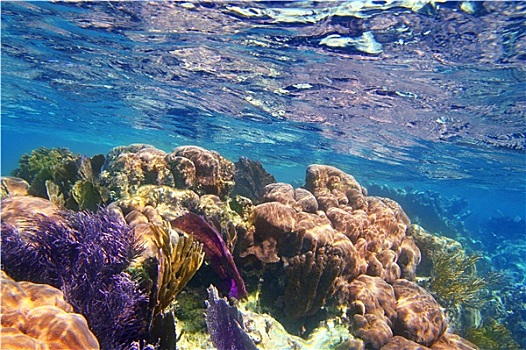珊瑚礁,马雅里维拉,彩色