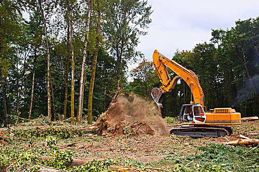 反铲挖土机,移动,原木,树林,波特兰,俄勒冈,美国