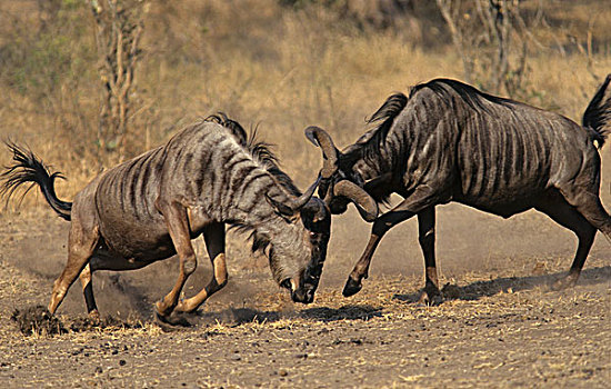 蓝色,角马,争斗,克鲁格国家公园,南非,非洲
