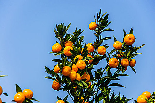 柑橘挂果