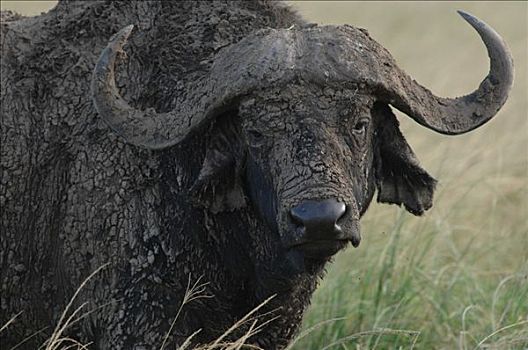 南非水牛,非洲水牛,萨布鲁国家公园,非洲
