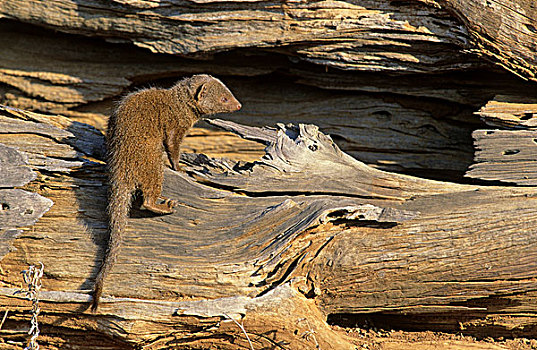 矮小,猫鼬,克鲁格国家公园,南非,非洲