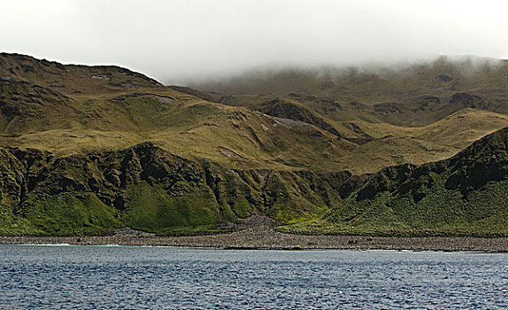 帝企鹅,生物群,湾,东海岸,麦夸里岛,南大洋