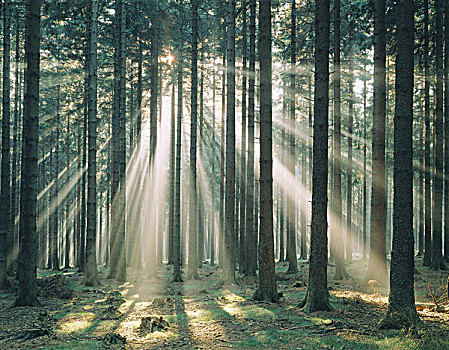 云杉,树林,阳光,逆光
