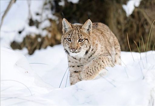 喀尔巴阡山脉,猞猁,雪中,巴伐利亚森林国家公园,德国