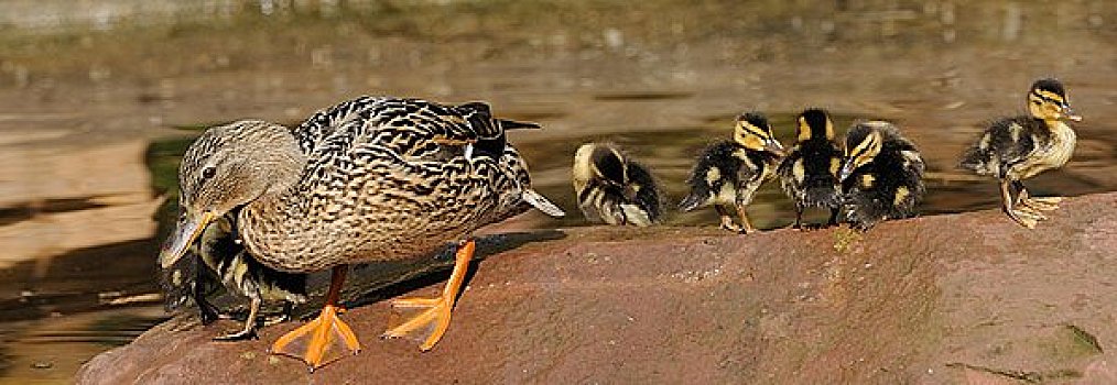 野鸭,幼禽,绿头鸭,母兽,石头