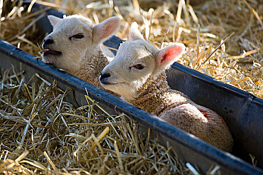 家羊,两个,羊羔,休息,槽,北约克郡,英格兰,英国,欧洲