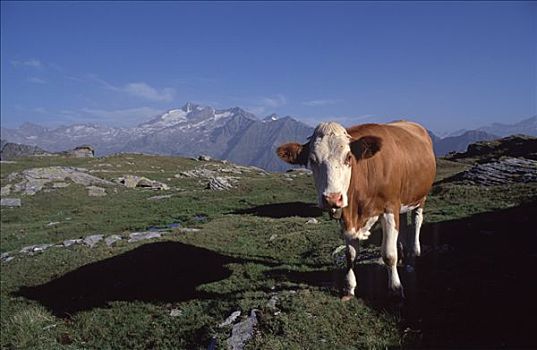 母牛,陶安,正面,山,卡林西亚,奥地利
