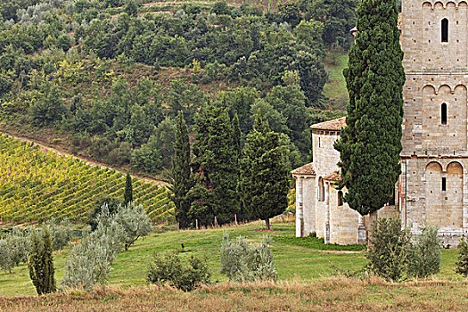 葡萄园,教堂,靠近,蒙大奇诺,托斯卡纳,意大利