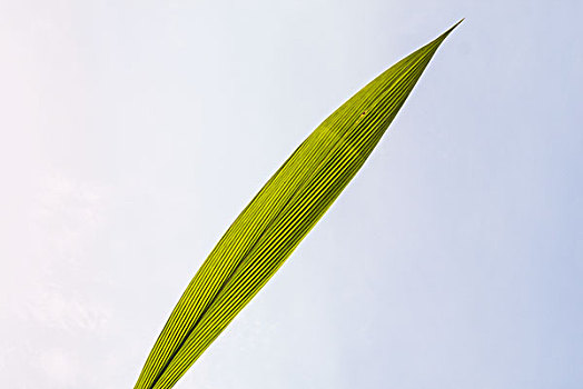 葉子