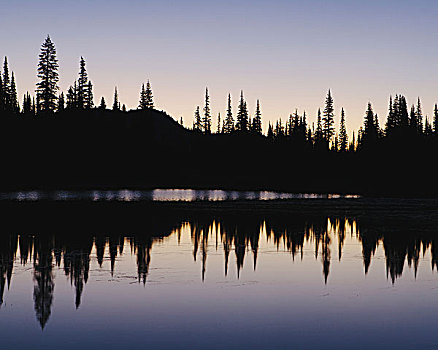 剪影,松树,边缘,反射,湖,雷尼尔山国家公园,黎明,平静,表面