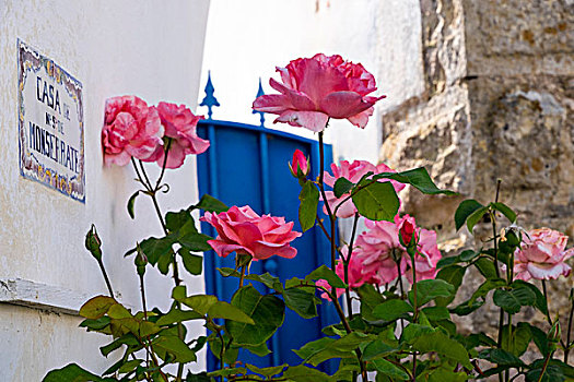 葡萄牙,奥比都斯,蓝色,门,粉色,玫瑰