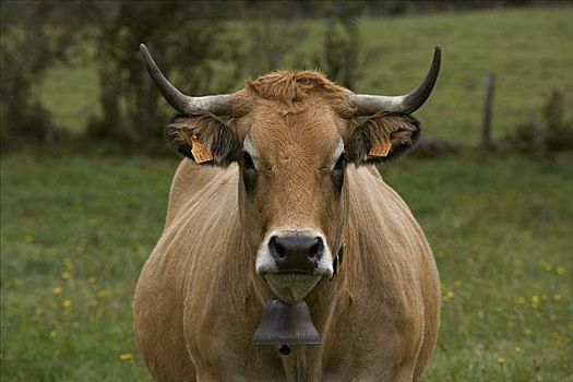 母牛,草场,法国