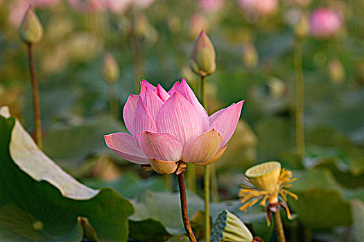 柬埔寨,收获,莲花