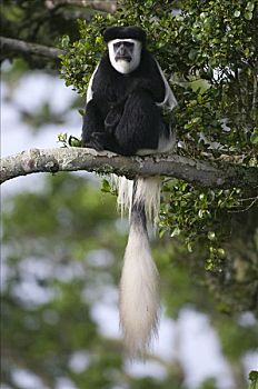 疣猴,东黑白疣猴,肯尼亚山,国家公园,肯尼亚,东非