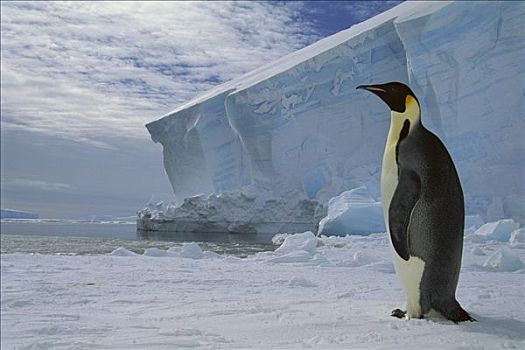 帝企鹅,海冰,午夜,黎明,冰架,威德尔海,南极