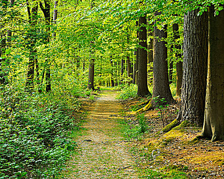 小路,树林,比利时