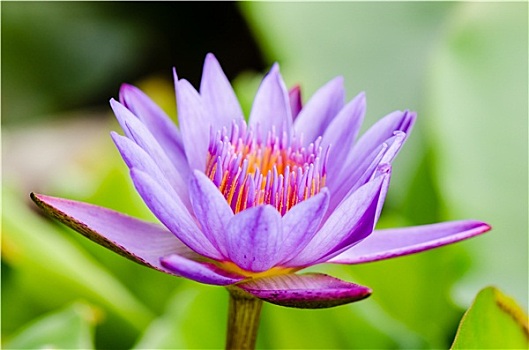 紫色,莲花,睡莲属植物