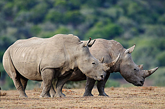 白犀牛,一对,禁猎区,南非
