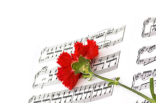 红色,康乃馨,花,音符,书页