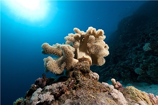 软珊瑚,红海
