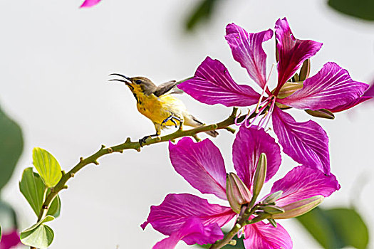 花蜜鸟