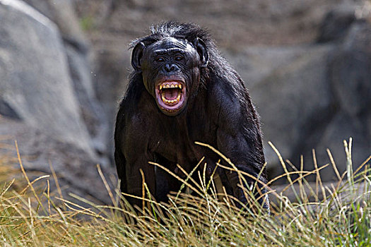 倭黑猩猩,展示,非洲