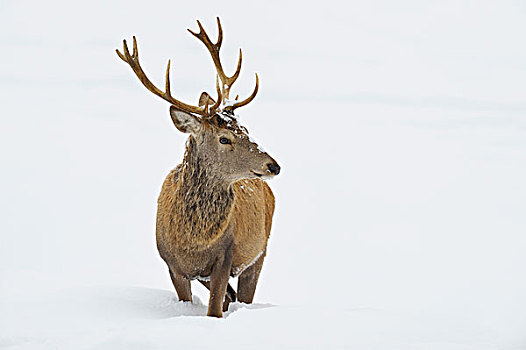 鹿属,鹿,冬天,巴伐利亚,德国