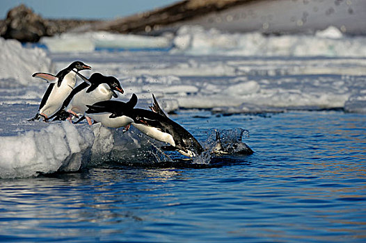 南极,南极半岛,保利特岛,阿德利企鹅,浮冰,跳跃,水,次序,照片