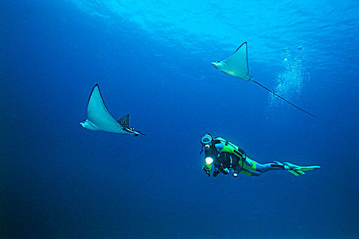 水中呼吸器,潜水,游泳,两个,斑点,鹰,光线,水,表面,马尔代夫,印度洋,亚洲