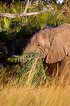 大象,吃草
