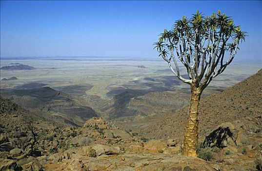 抖树,二歧芦荟,纳米比亚,非洲